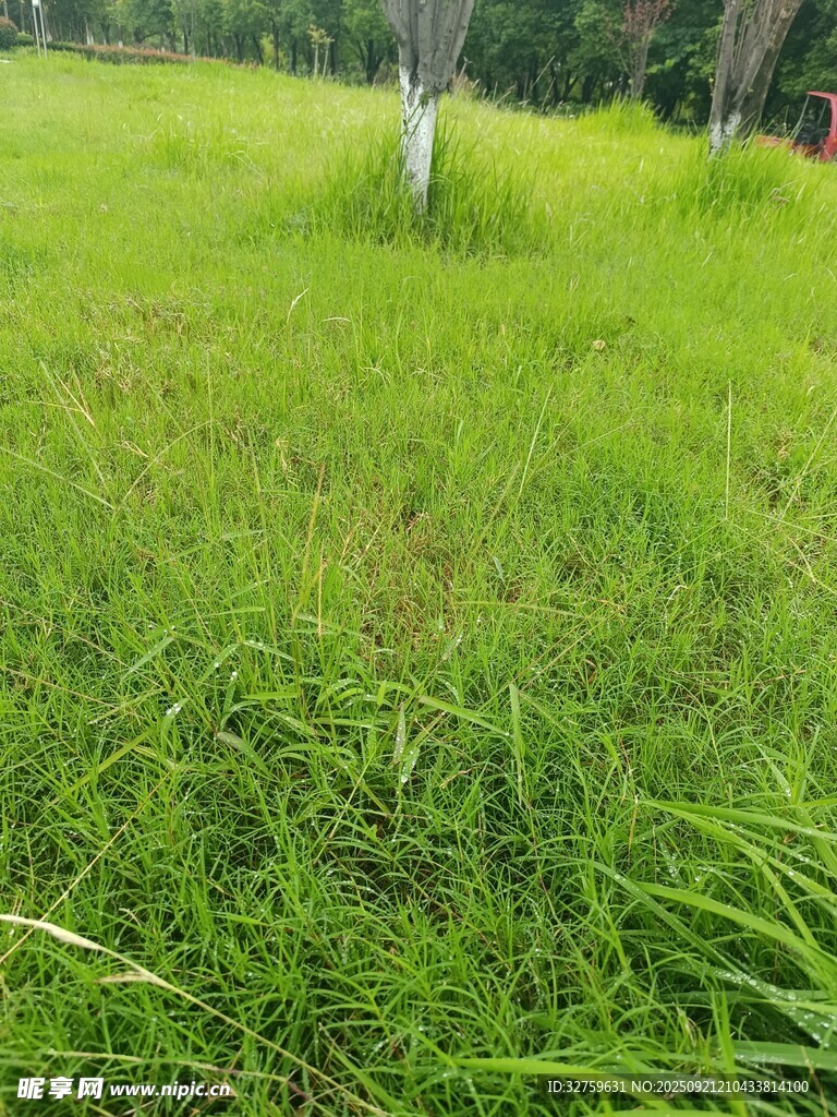 翠绿草地