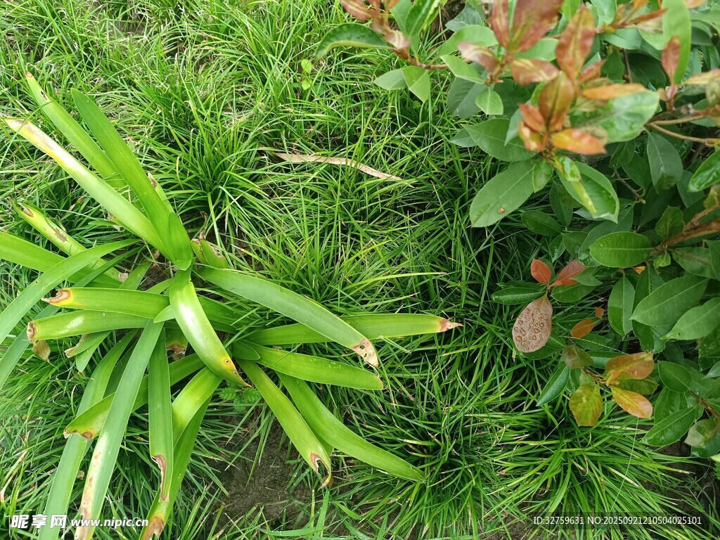 翠绿草地与多彩植物