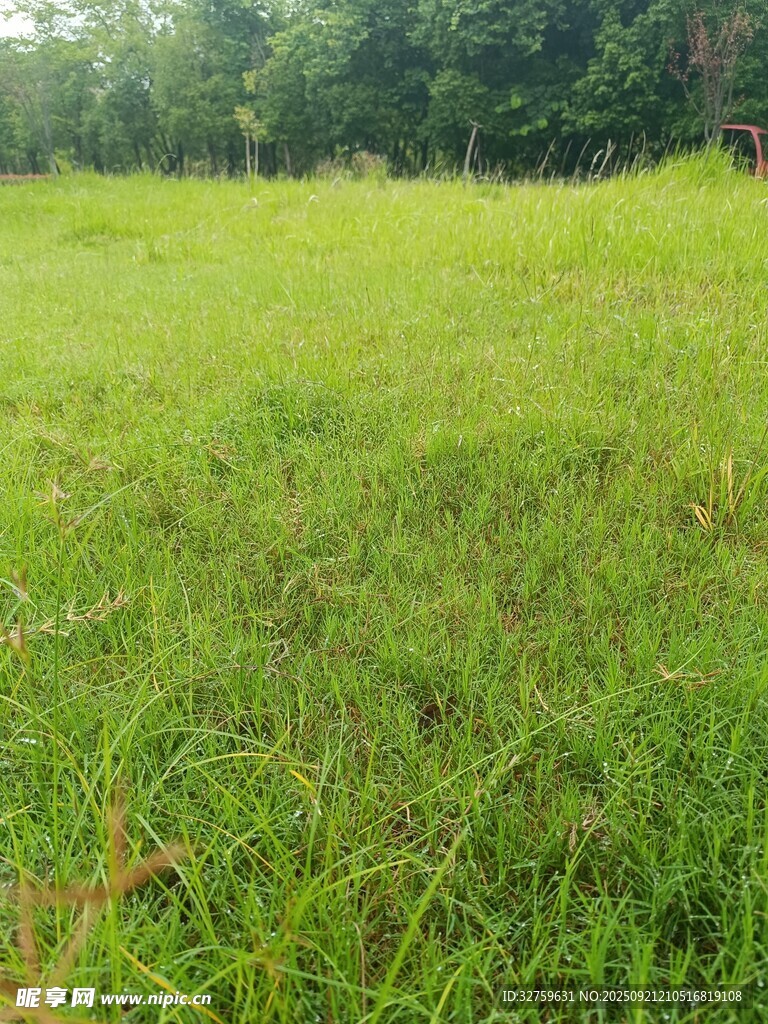 广袤绿野