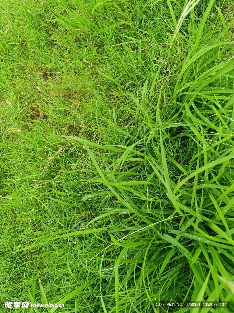 翠绿草地近景