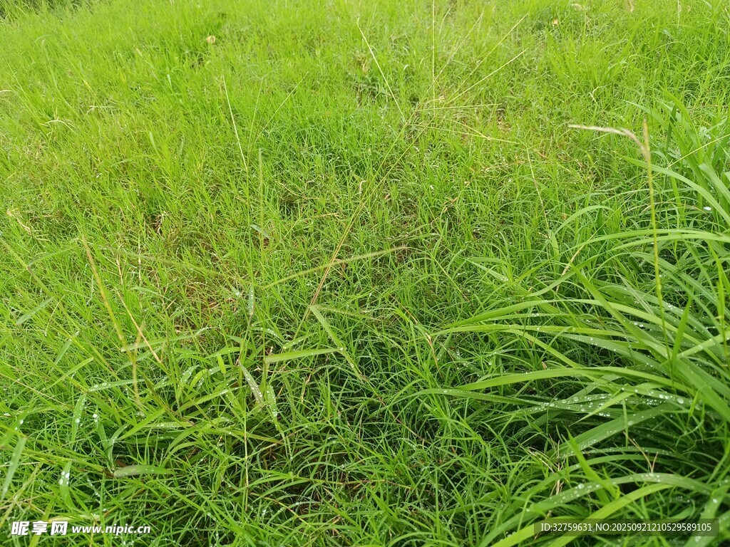 翠绿草地