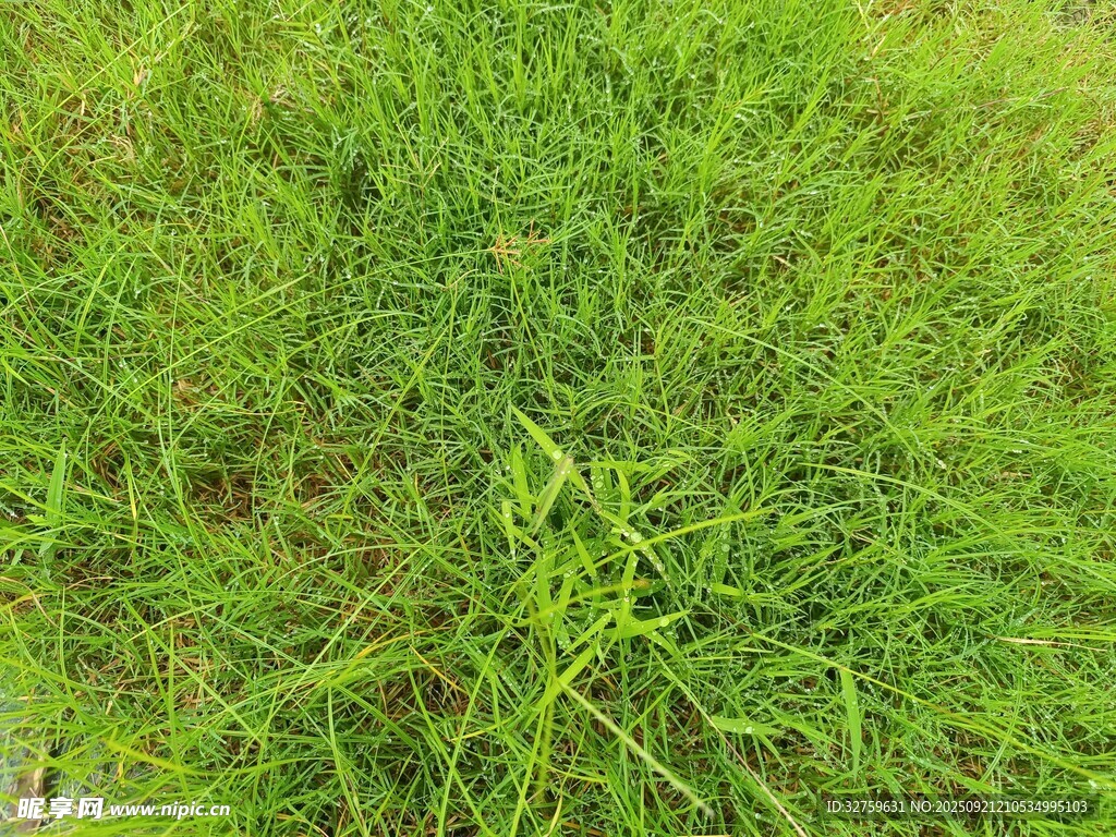 翠绿草地