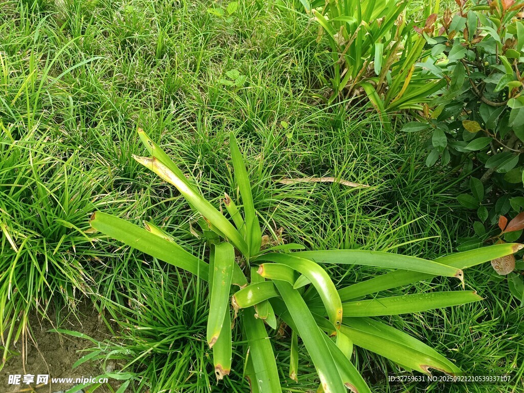 翠绿茂盛的丛生植物