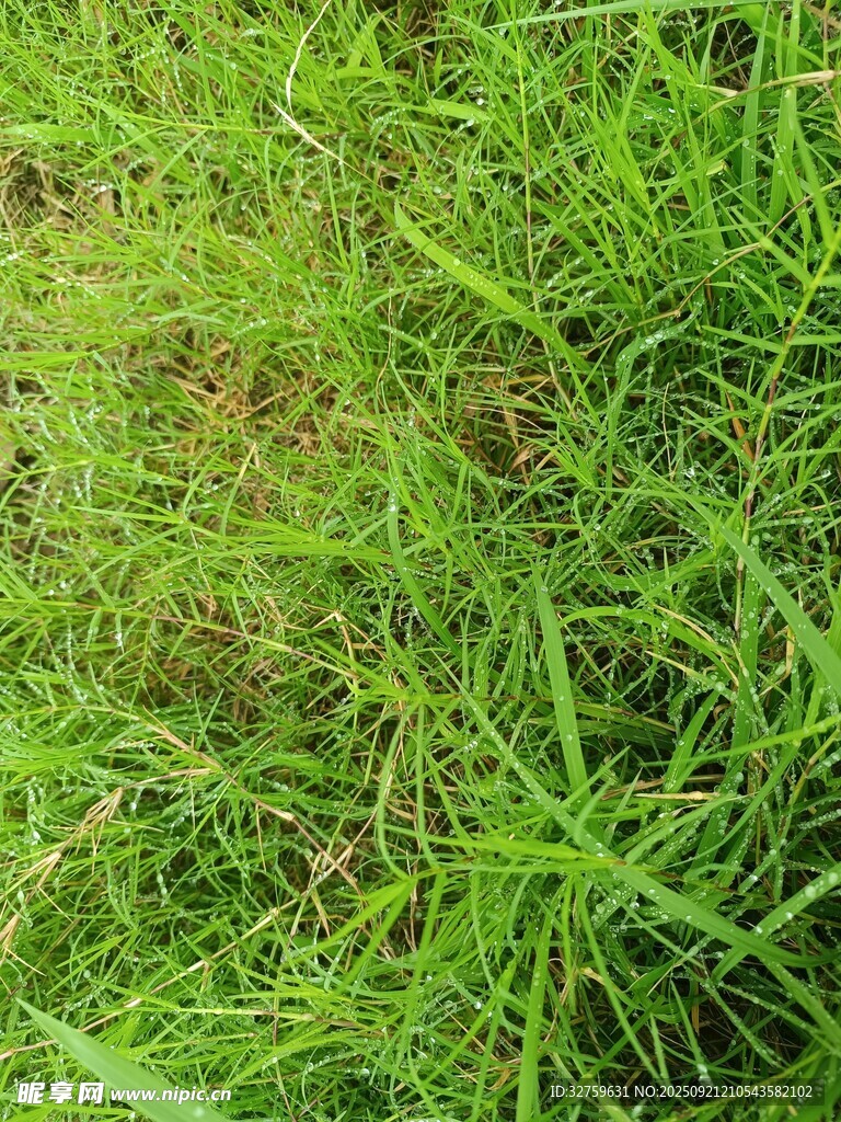 翠绿草地
