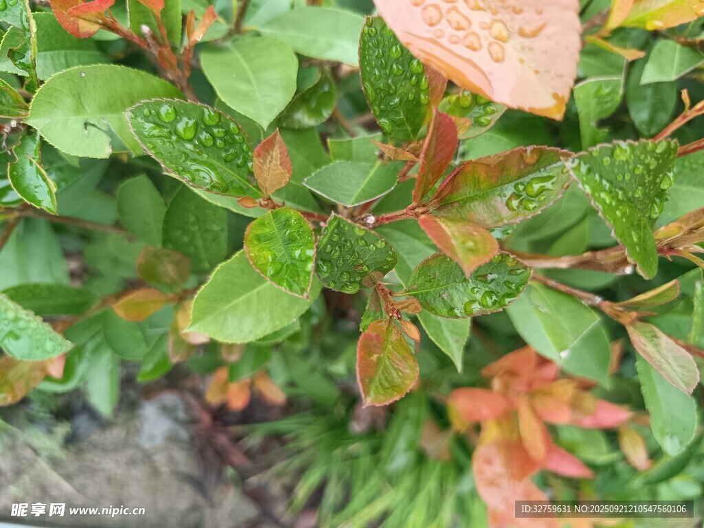多彩叶片的植物特写