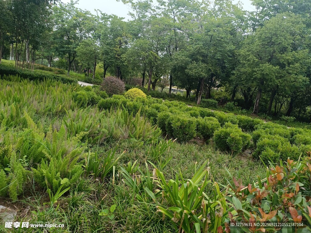 绿意盎然的园林景观