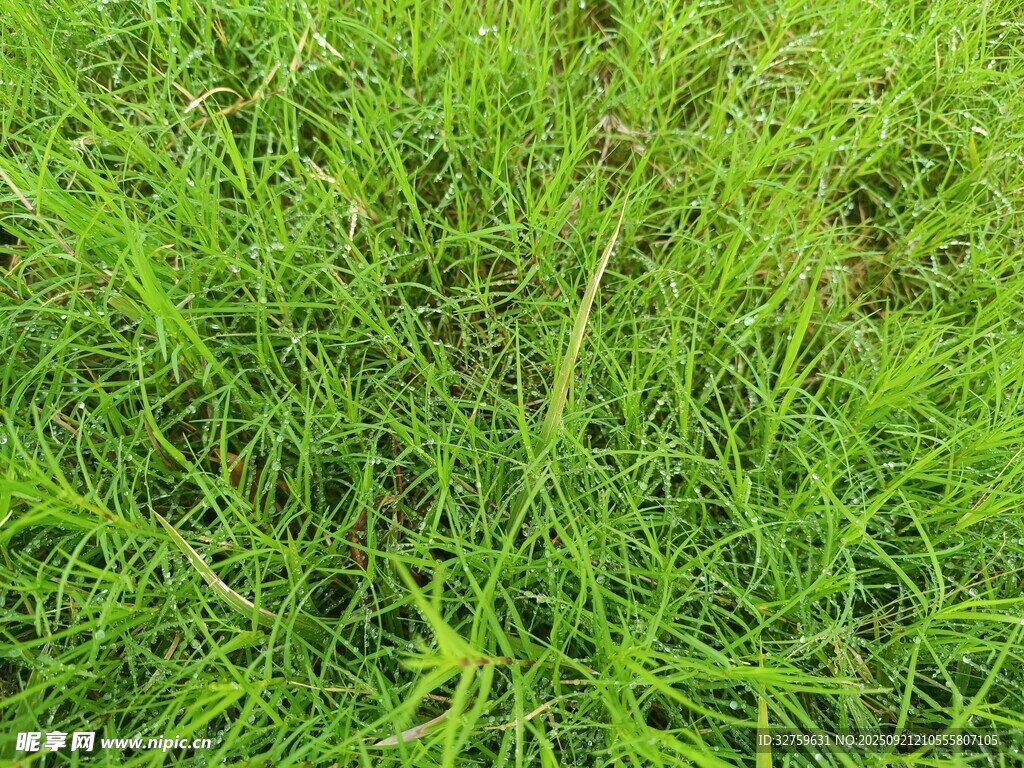 翠绿鲜嫩的草地