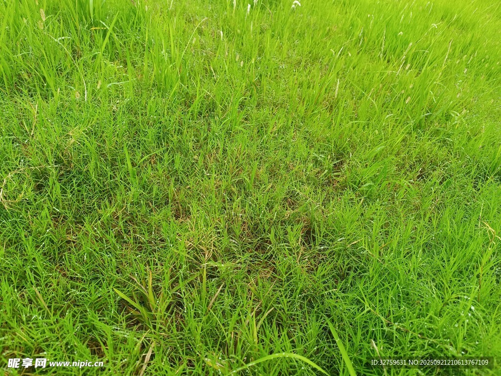 翠绿草地