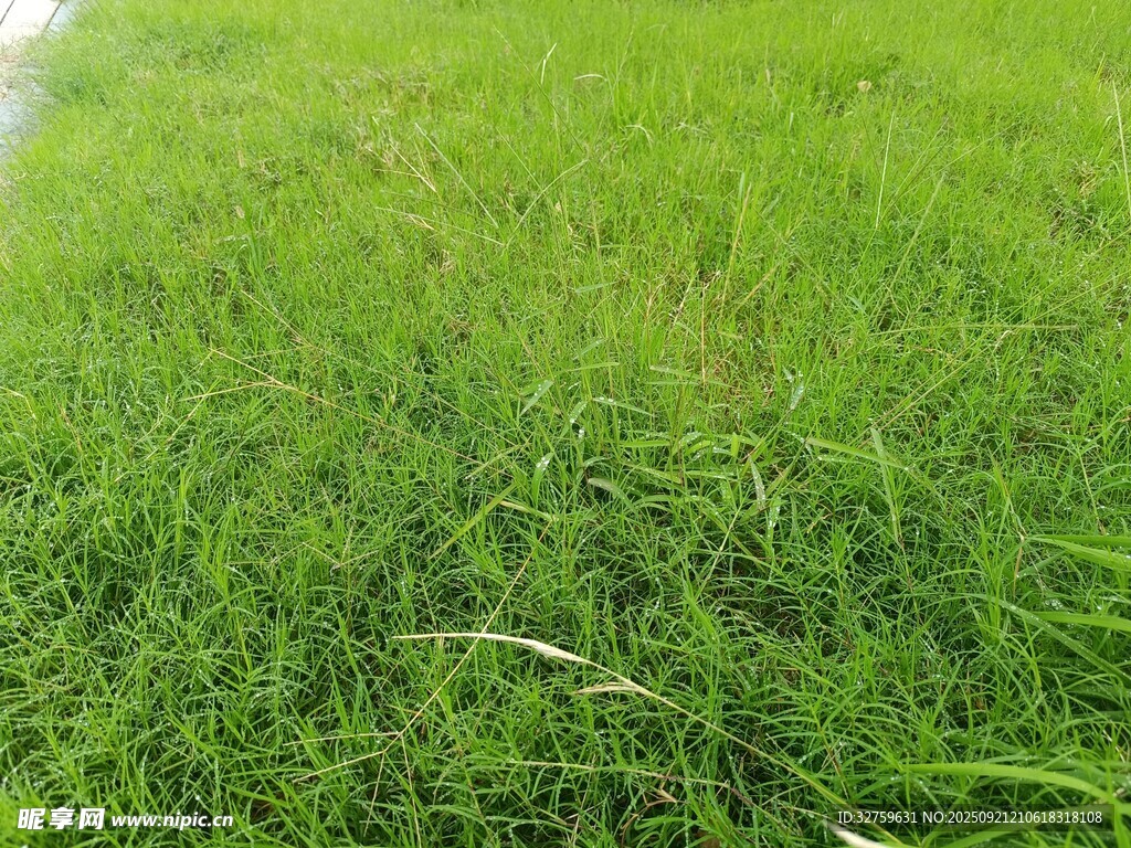 翠绿草地