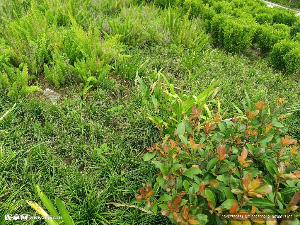 多彩绿植景观