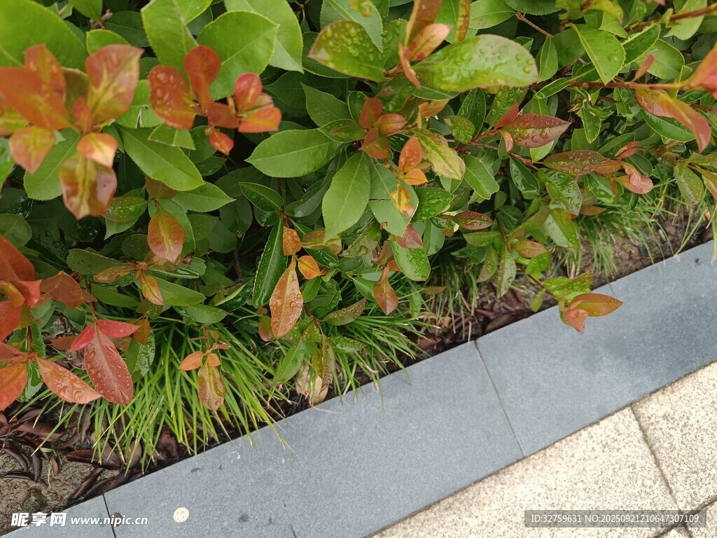 路边多彩绿植景观