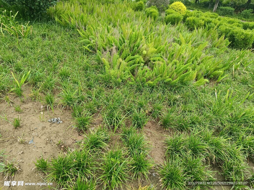绿意盎然的田间植物景观
