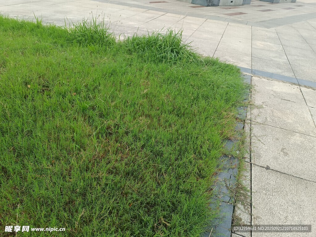 路边翠绿草地