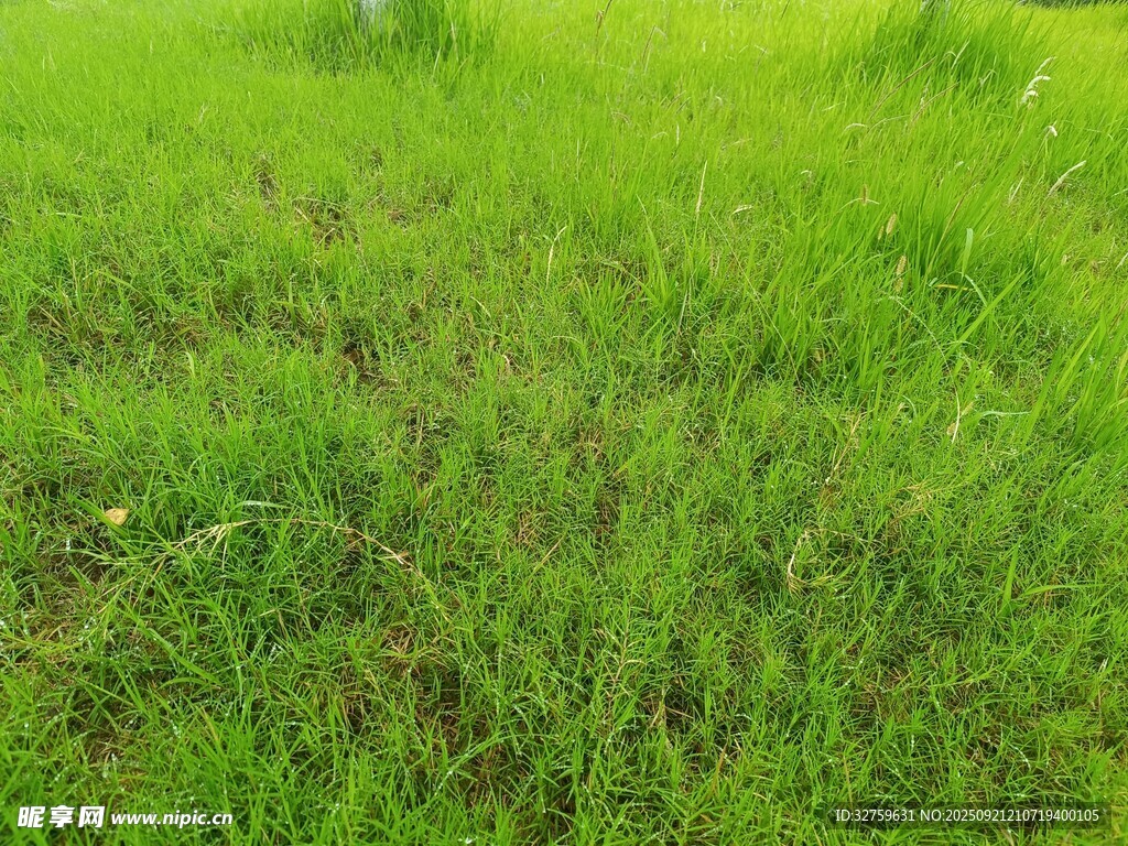 翠绿草地