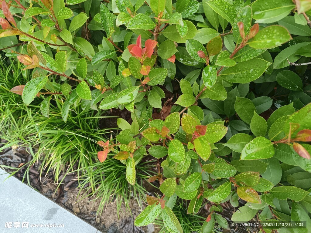 绿叶红边植物景观