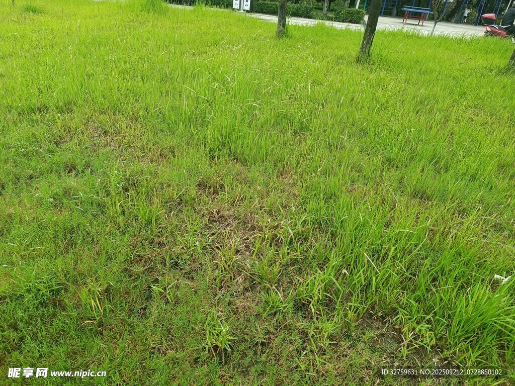 翠绿草地