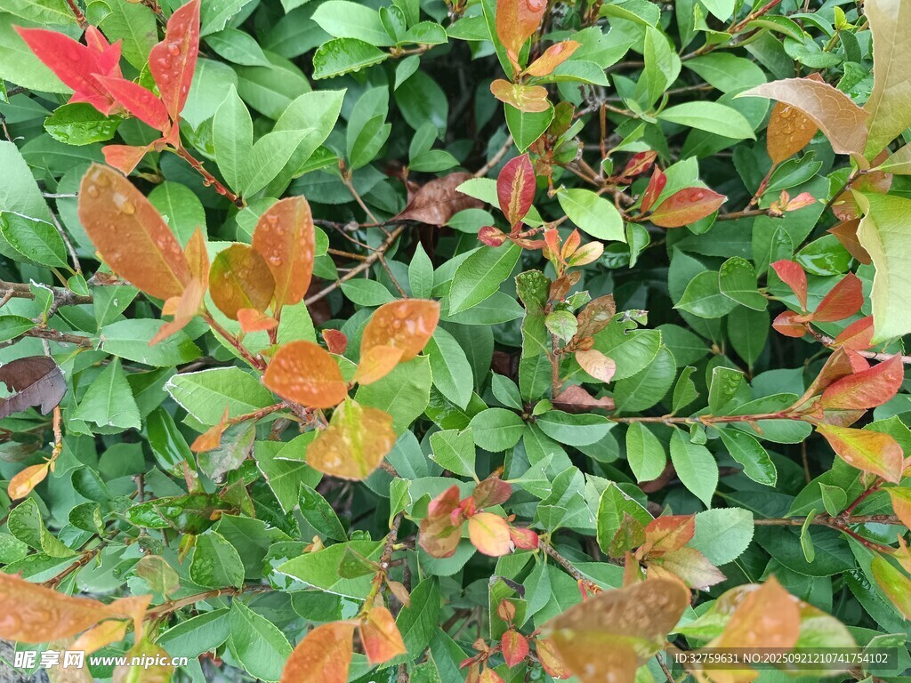 多彩叶片的植物景观