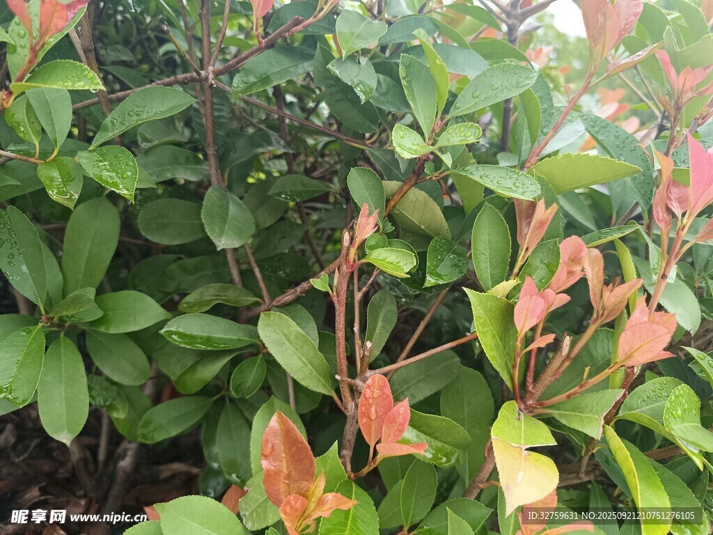 多彩叶片的绿植景观
