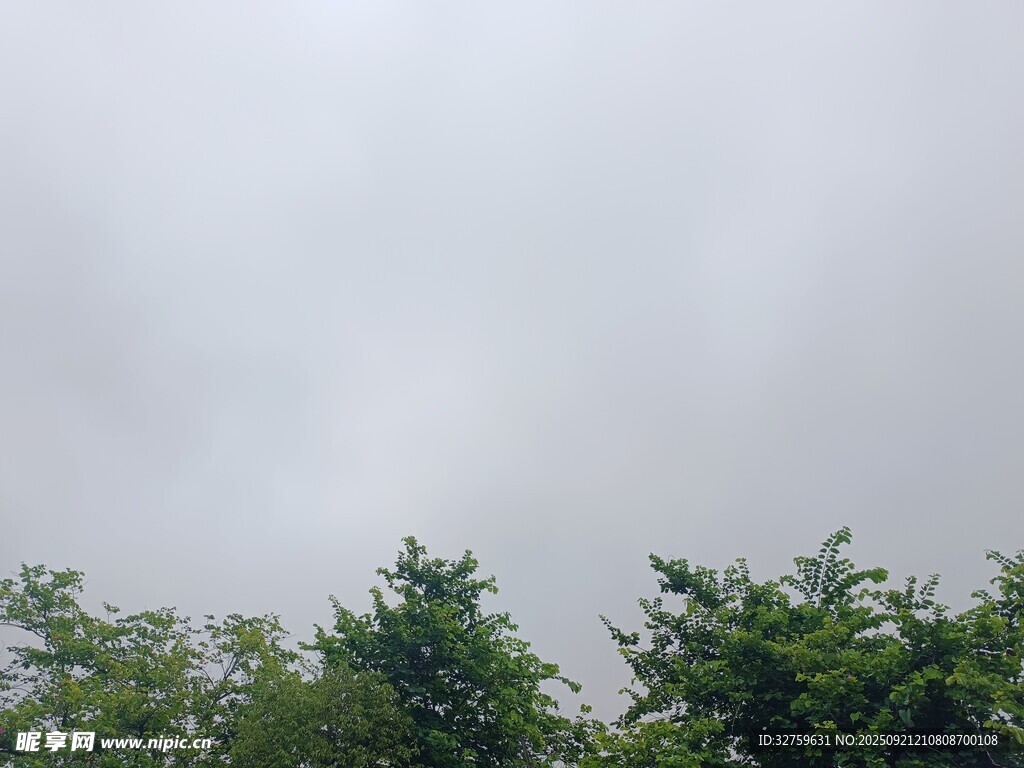 阴天时的树梢景色