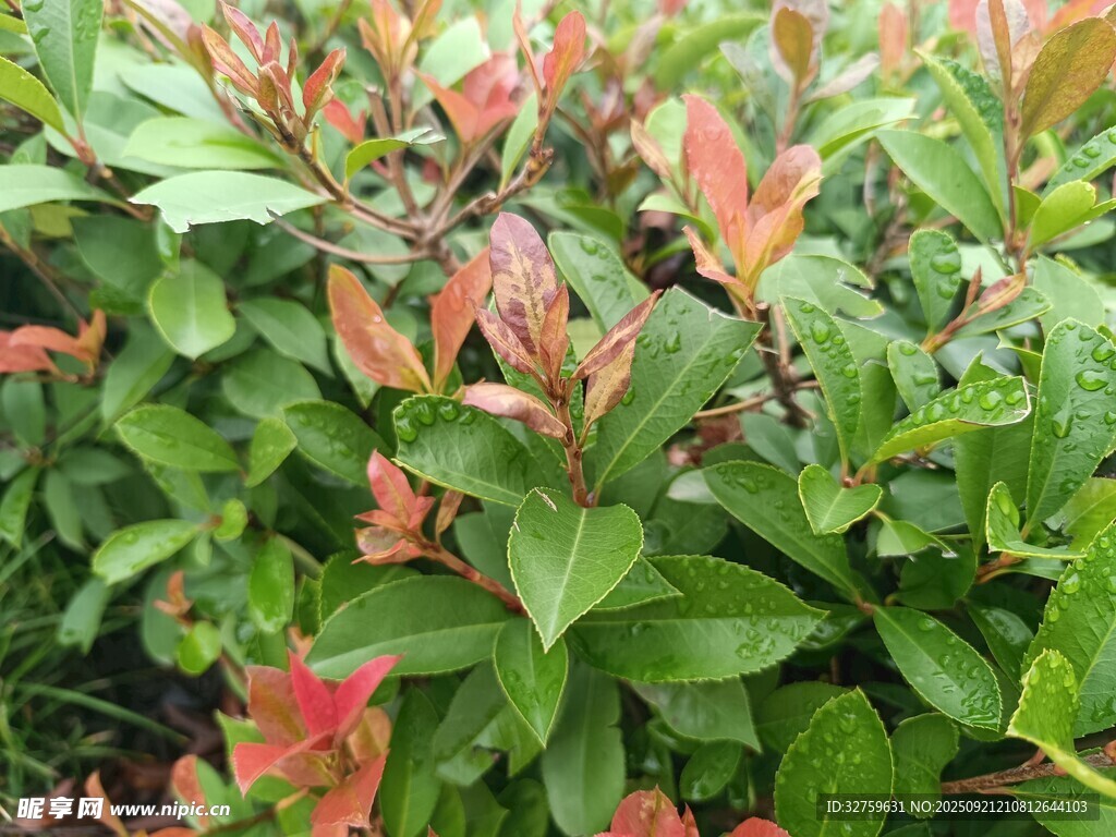 绿叶间的红嫩植物