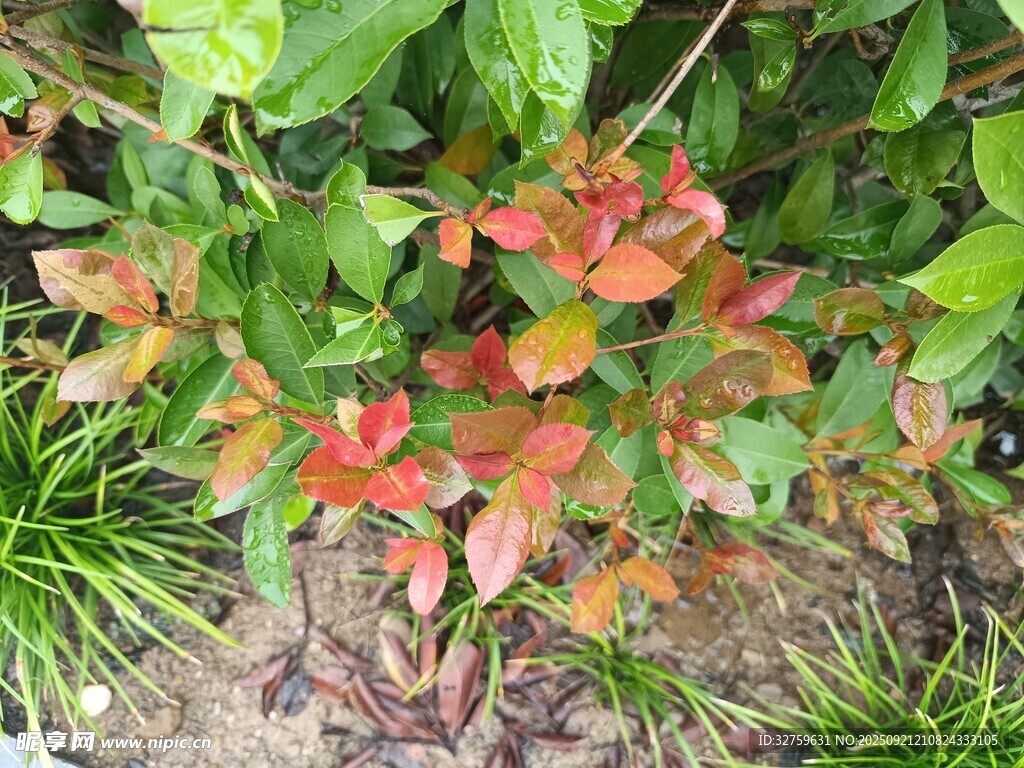 红叶绿植相映成趣