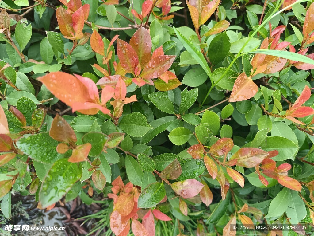 橙绿相间的多彩植物叶片