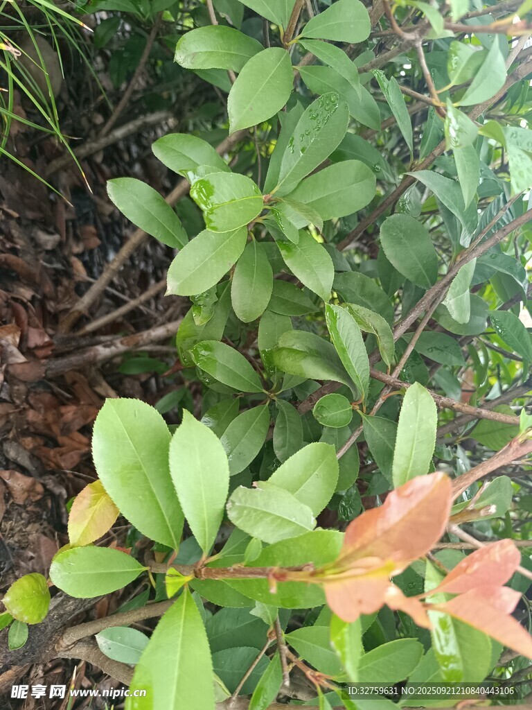 多彩叶片植物特写