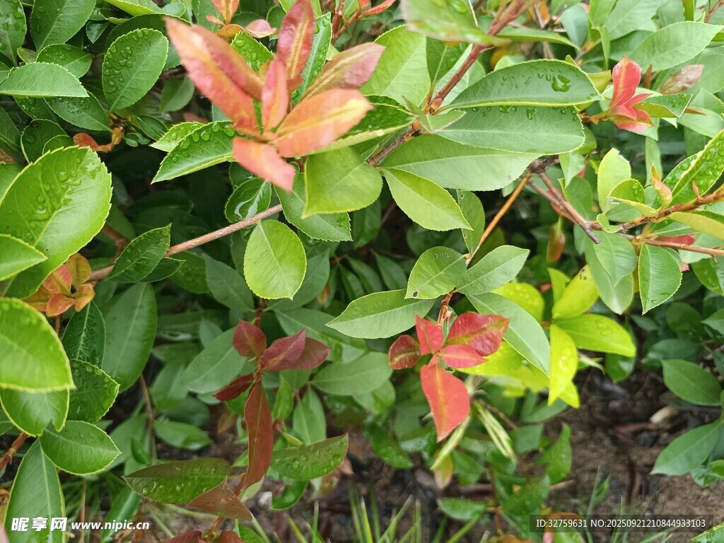 红绿相间的多彩植物叶片