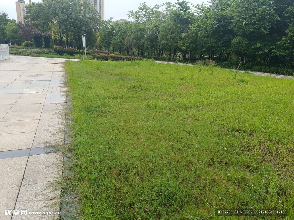 城市中的翠绿草坪