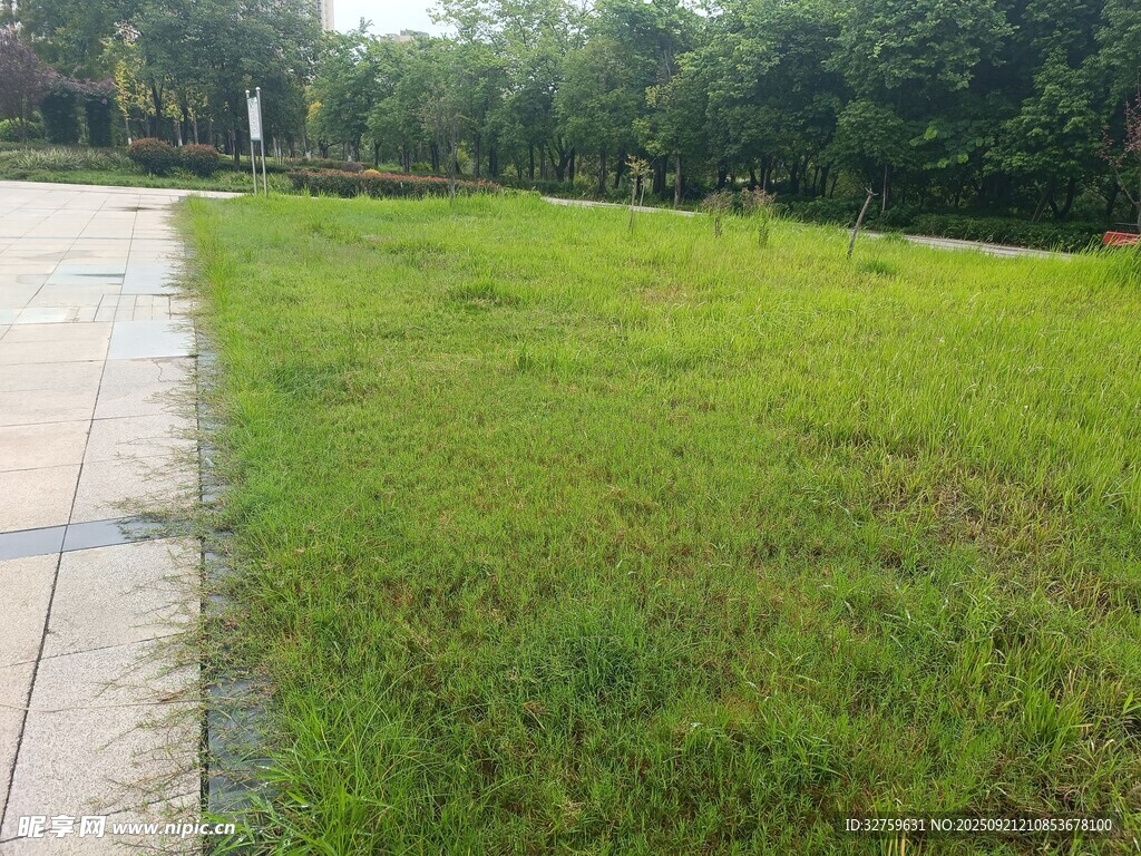 路边翠绿草地风景