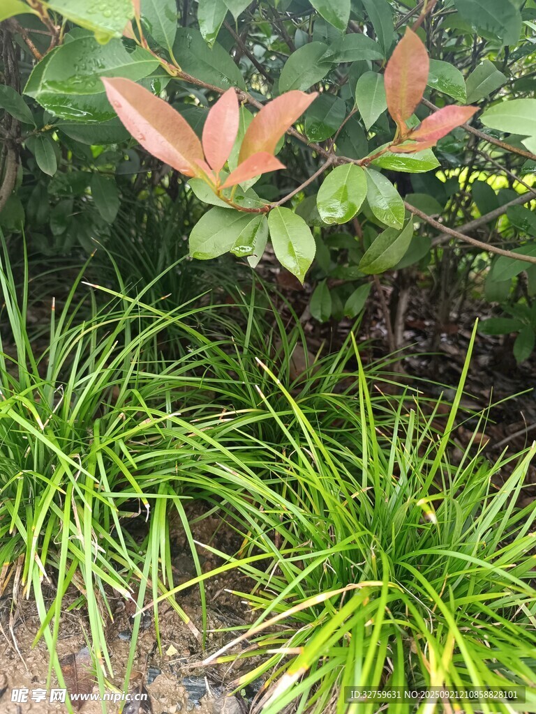 翠绿与红韵交织的植物景观