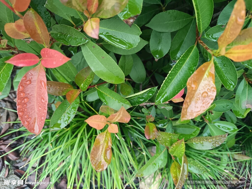 多彩叶片植物特写