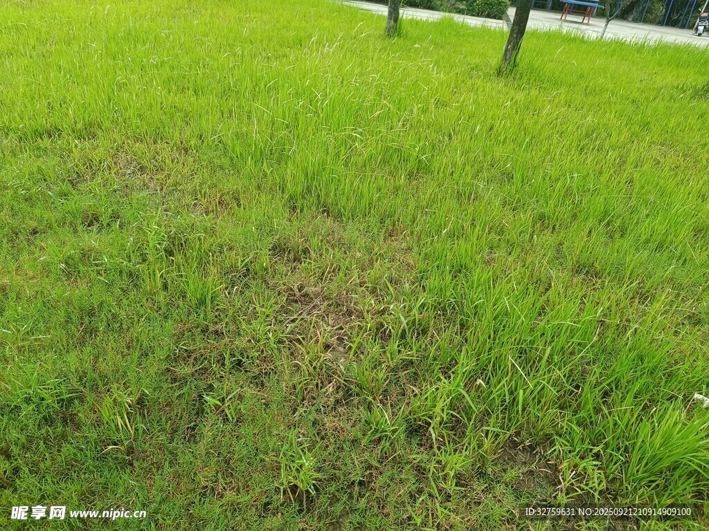翠绿草地的自然景象