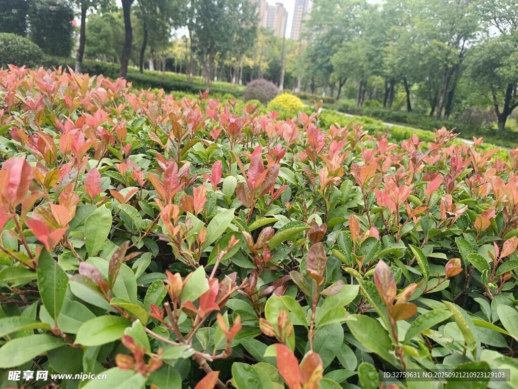 红叶灌木景观