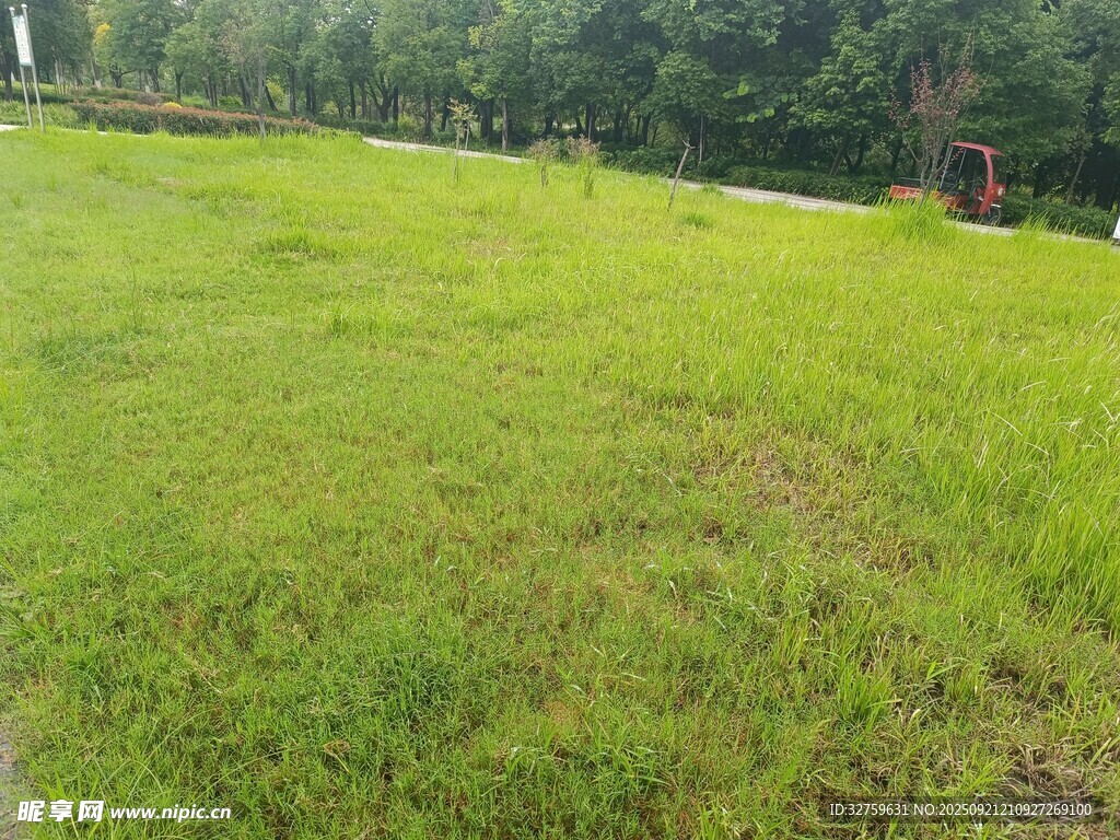 翠绿草地