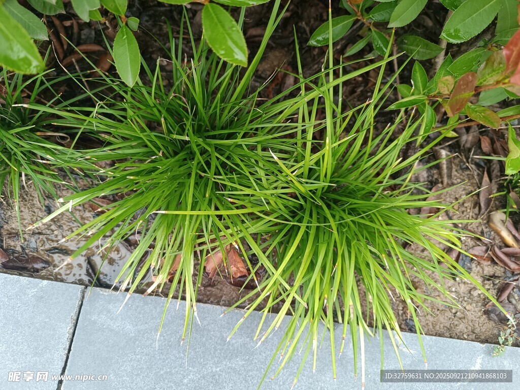 翠绿丛生草本植物景观