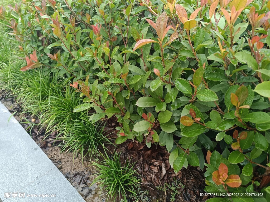 路边多彩绿植景观