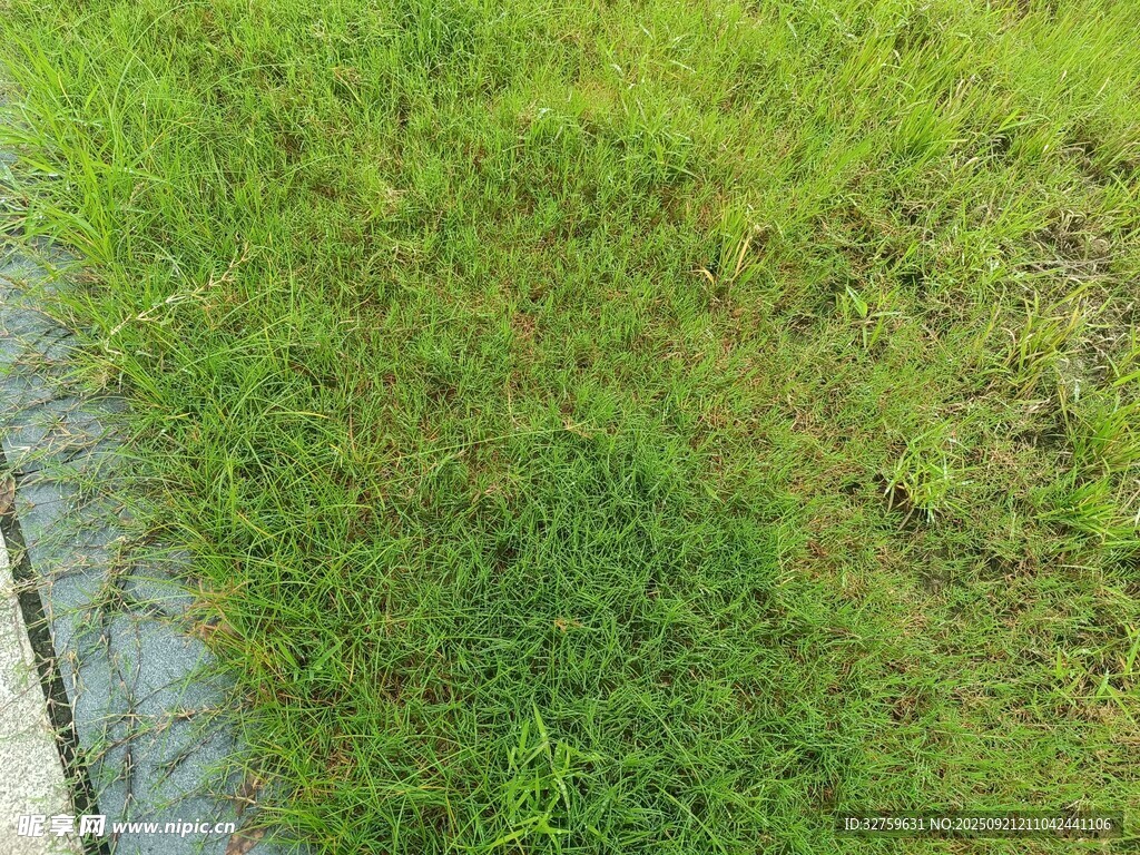路边翠绿草地景色
