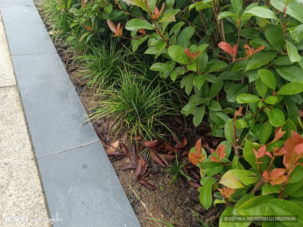 路边绿植景观
