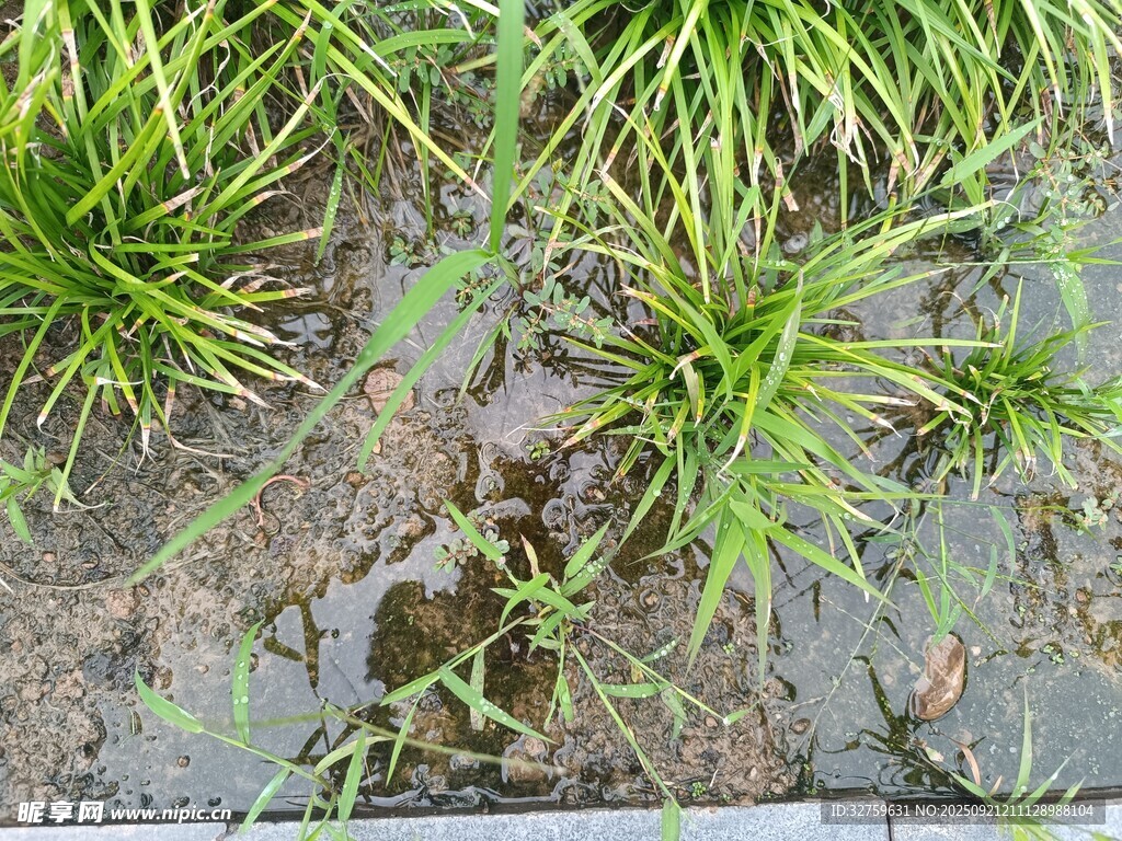 水田中的嫩绿秧苗