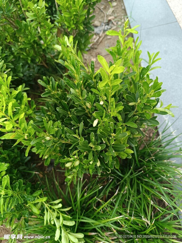 翠绿灌木植物近景