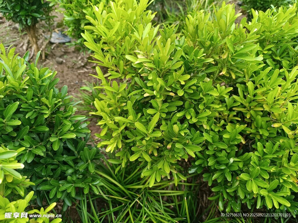 翠绿灌木植物景观