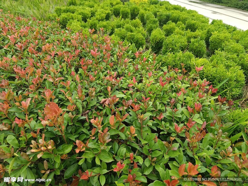 多彩绿植景观