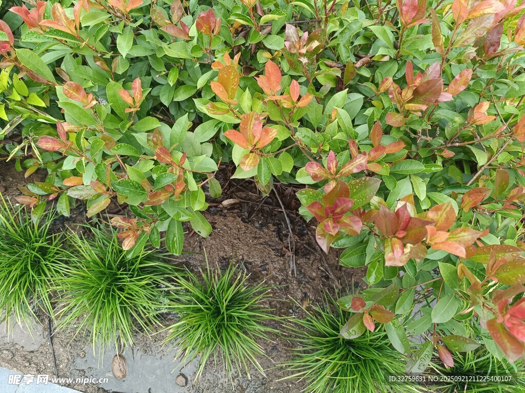 多彩绿植景观