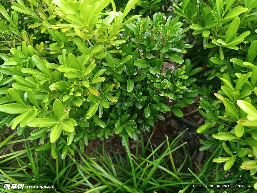 翠绿丛生植物特写