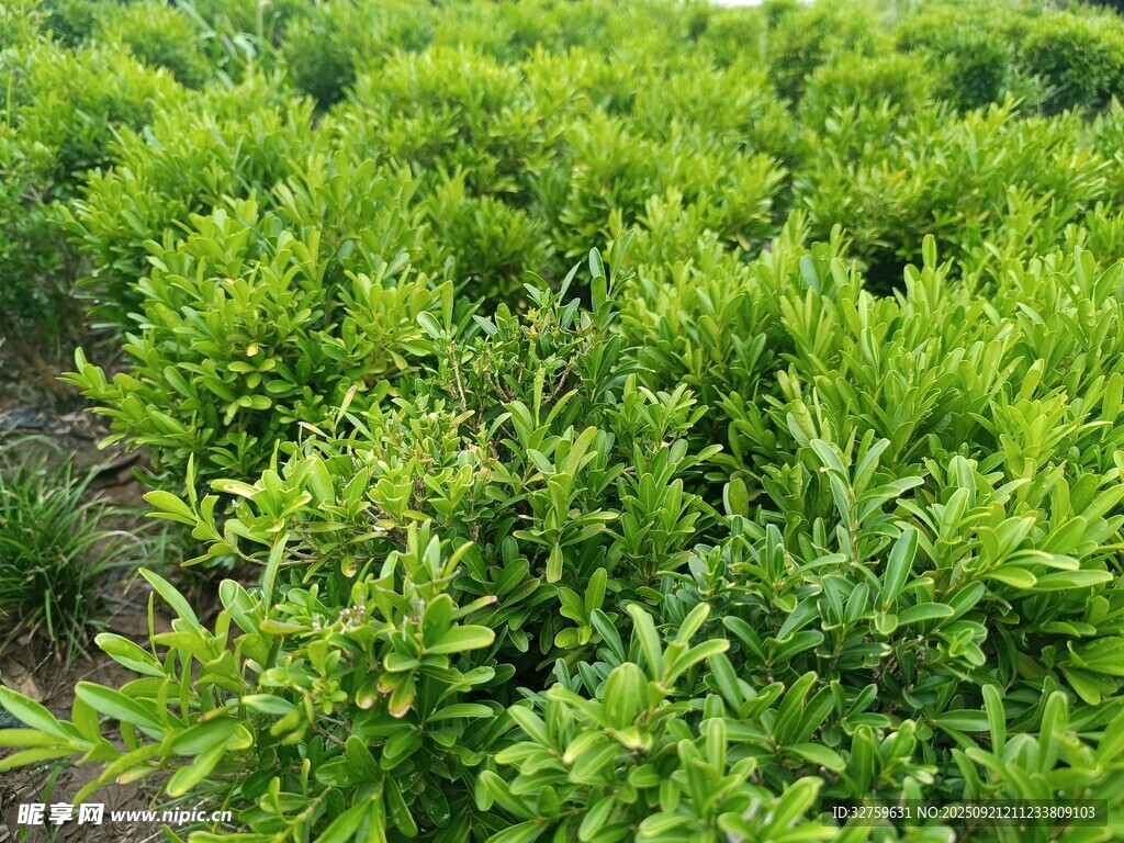 翠绿茂密的植物景观