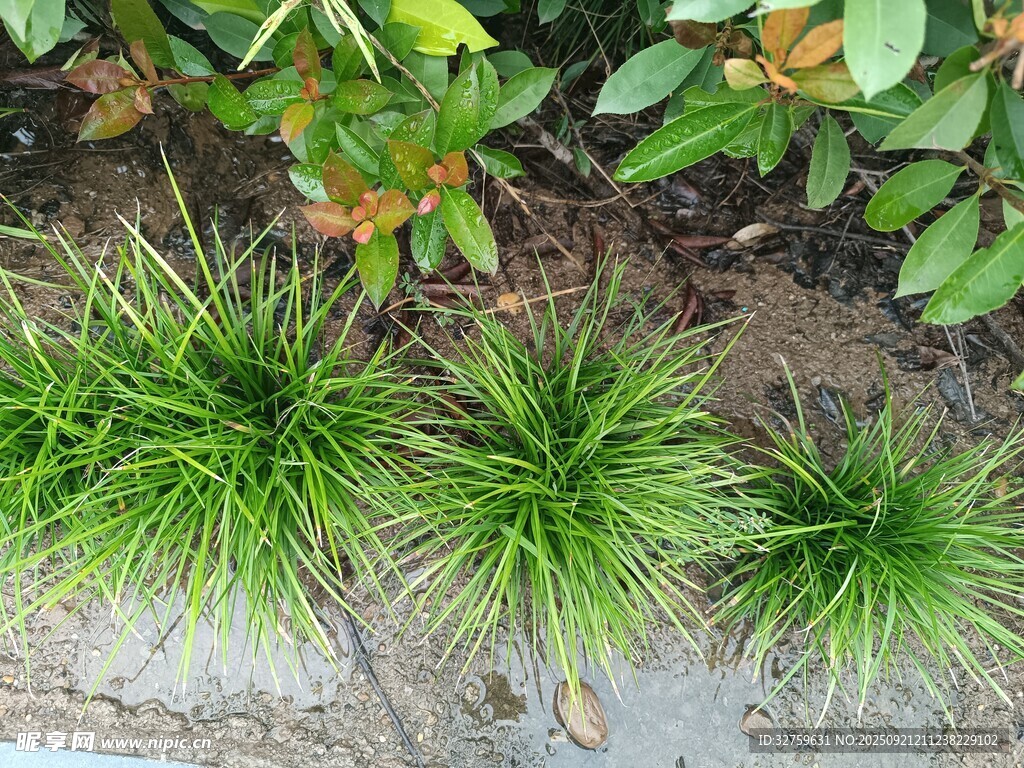 翠绿小草丛