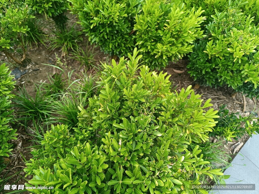 俯瞰翠绿繁茂的灌木丛