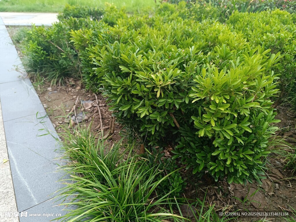 路边绿植景观