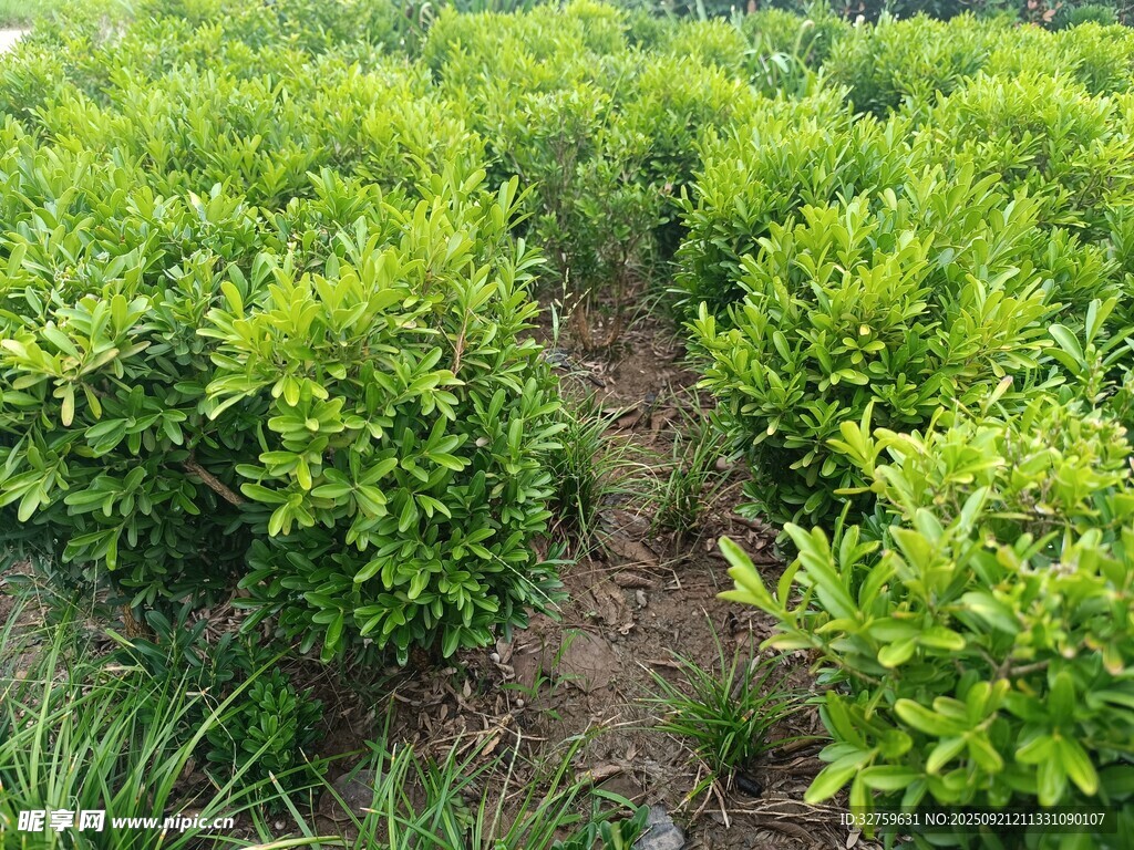 整齐排列的绿色灌木丛